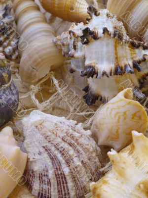 Snail shells