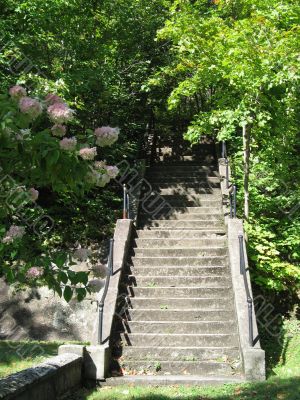 stairs going to the forest