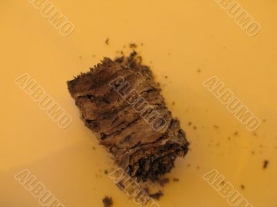 a cuban cigar close-up