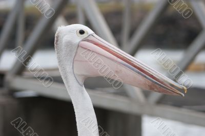 Pelican