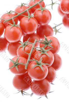 Ripe raw tomato