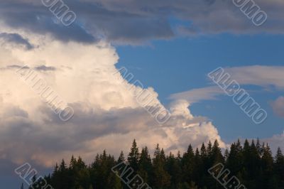 Wood against the evening sky