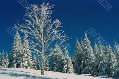  Winter Carpathians