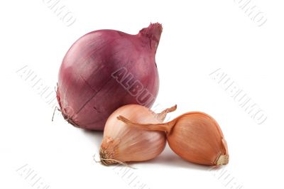 Shallot and Red Onion