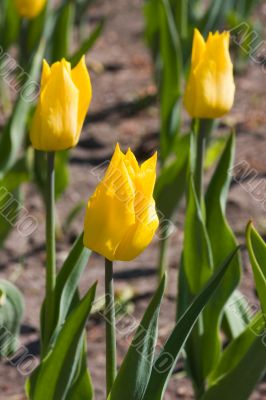 Yellow tulips