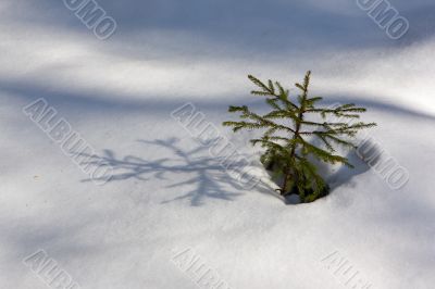 Growing fir-tree