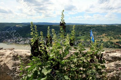 One of Rhein castles. The flowers in the wall