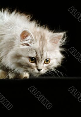 Kitten
