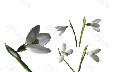 Snow drop 1
