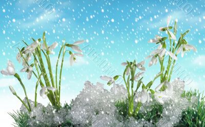 Snow drops