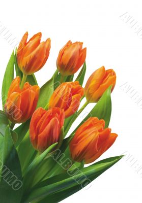 Yellow tulips