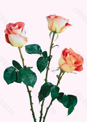 Three roses