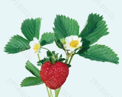 A strawberry