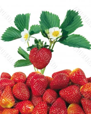Strawberries