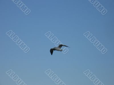flying seagull