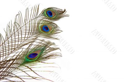Peacock feathers