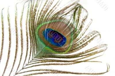 Peacock feather