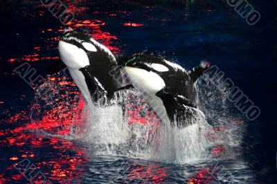 Killer Whales