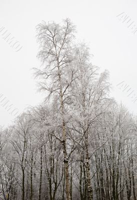 Winter trees