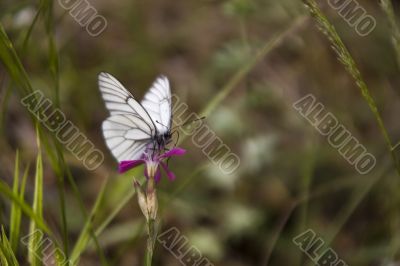 Butterfly on the pink flower