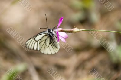 Butterfly on the pink flower
