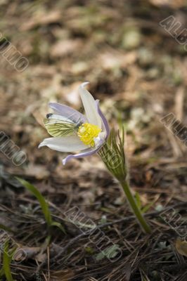 Butterfly on the pasque flower