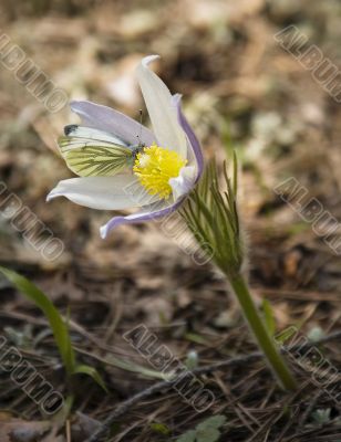 Butterfly on the pasque flower