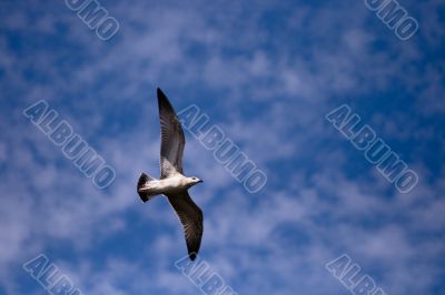 Gull flying in blue sky
