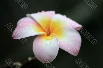 Frangipani (Plumeria)