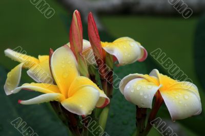 Frangipani (Plumeria)