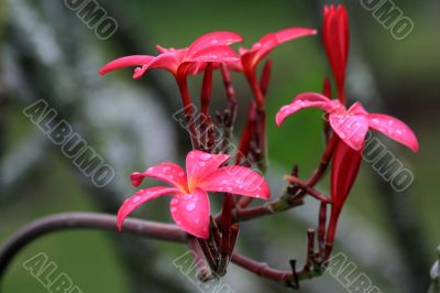 Frangipani (Plumeria)