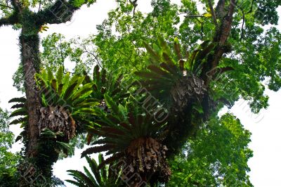 Botanical garden in Singapore