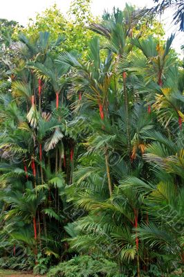 Botanical garden in Singapore