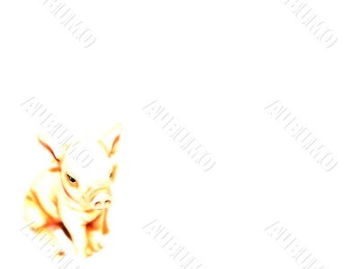 Pig on white