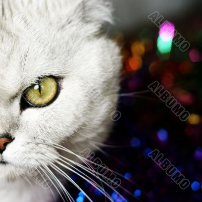 home pedigreed cat