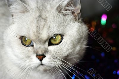 home pedigreed cat