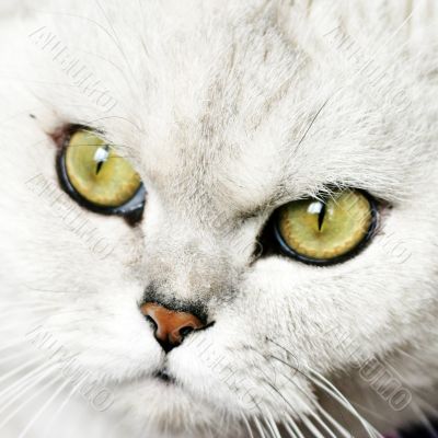 home pedigreed cat