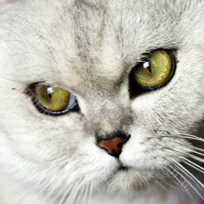 home pedigreed cat