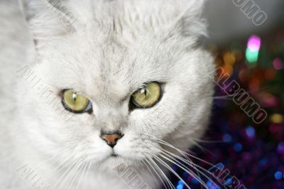 home pedigreed cat