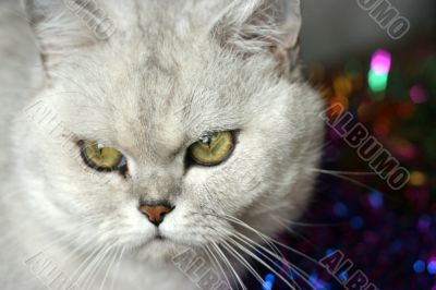 home pedigreed cat