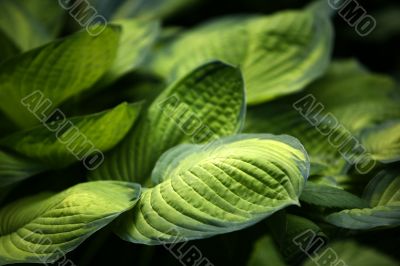 Green leaf