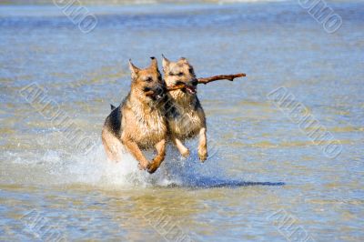 two wet Germany sheep-dogs running on sea water