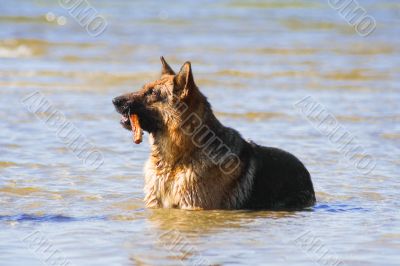 wet Germany sheep-dog laying in the water with stick