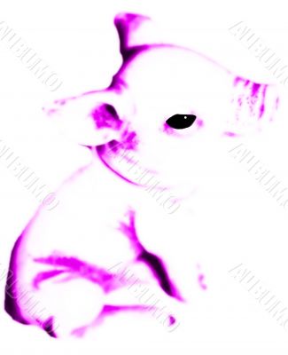 Pig Background