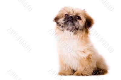 Sitting pekingese dog