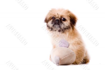 Pekingese dog wants to play