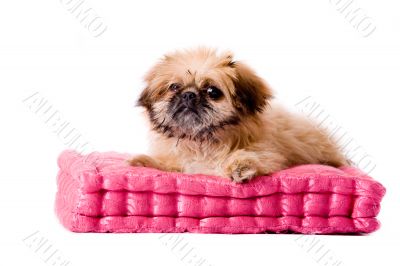 pekingese dog laying on my pillow