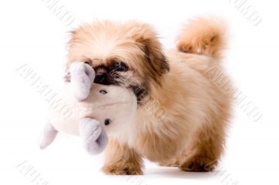 Pekingese dog brings you his toy