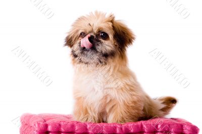 Sitting on my pillow