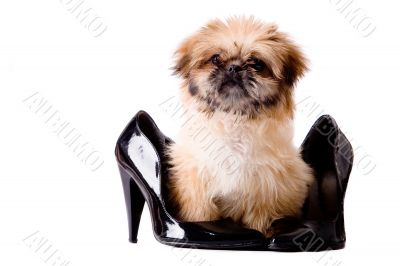 Pekingese pump dog